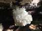 Közönséges petrezselyemgomba (Hericium coralloides), Mátra